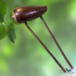 Шпилька Ракушка