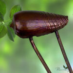 Шпилька Ракушка — изображение 2