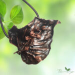 Подвеска Дыхание осени