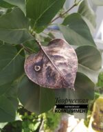 Брошь Спящая — изображение 4