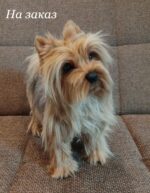 Йоркширский терьер