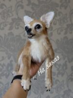 Чихуахуа