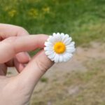 Серьги с ромашками — изображение 2