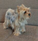 Йоркширский терьер — изображение 2