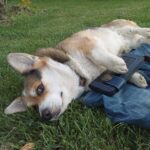 Услуга изготовление байкерских кошельков на заказ — изображение 8