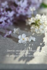 Гвоздики с сиренью — изображение 4