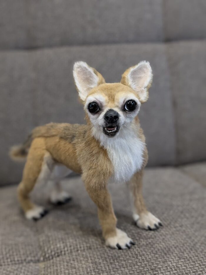 Чихуахуа — изображение 4