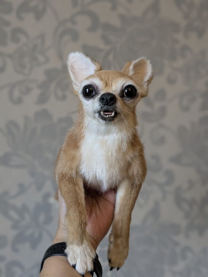 Чихуахуа — изображение 2