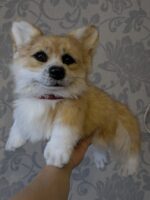 Вельш корги пемброк — изображение 3