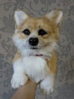 Вельш корги пемброк