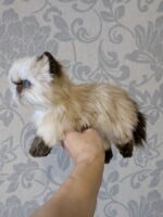 гималайский котенок — изображение 2