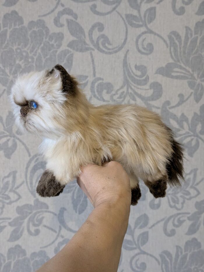 гималайский котенок — изображение 2