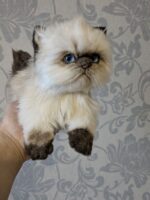 гималайский котенок — изображение 4