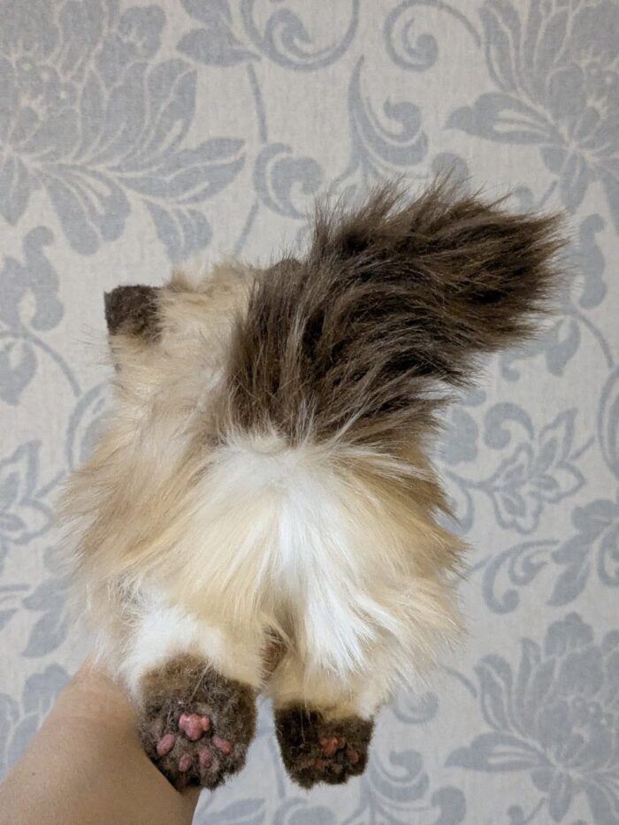 гималайский котенок — изображение 3