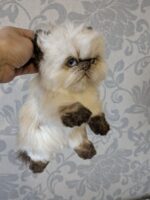 гималайский котенок