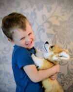 Вельш корги пемброк — изображение 4