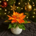 Пуансеттия