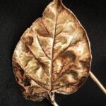 Шпилька | "Лист Древа" | — изображение 4