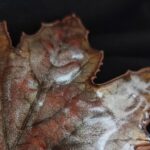 Заколка-автомат | "Капли Дождя" | — изображение 2