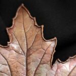 Брошь | "Застывшая красота" | — изображение 4