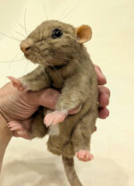 Мастер класс " Крыска" — изображение 2