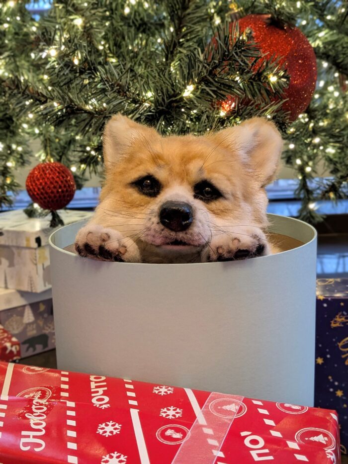 Вельш корги пемброк — изображение 3