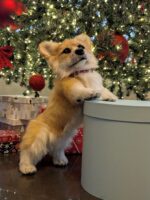 Вельш корги пемброк — изображение 2