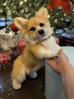 Вельш корги пемброк