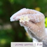 Серьги-гвоздики с пятилистной сиренью ручной работы из полимерной глины - это уникальное украшение, которое привлечет внимание своей красотой и оригинальностью.