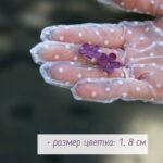 Серьги-гвоздики с пятилистной сиренью ручной работы из полимерной глины - это уникальное украшение, которое привлечет внимание своей красотой и оригинальностью.