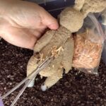 Логотип Плюшевое счастье — где рождаются верные друзья!