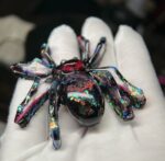 Паук Дракула. — изображение 2