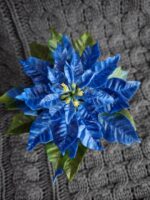 Пуансеттия — изображение 3