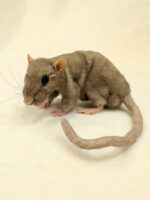 Мастер класс " Крыска" — изображение 4