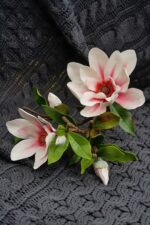 Ветка магнолии