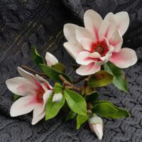 Ветка магнолии