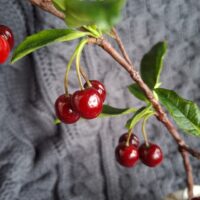 Спелая вишня