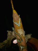 Свеча "Перерождение" — изображение 2