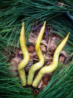 Свечи хвойные — изображение 2