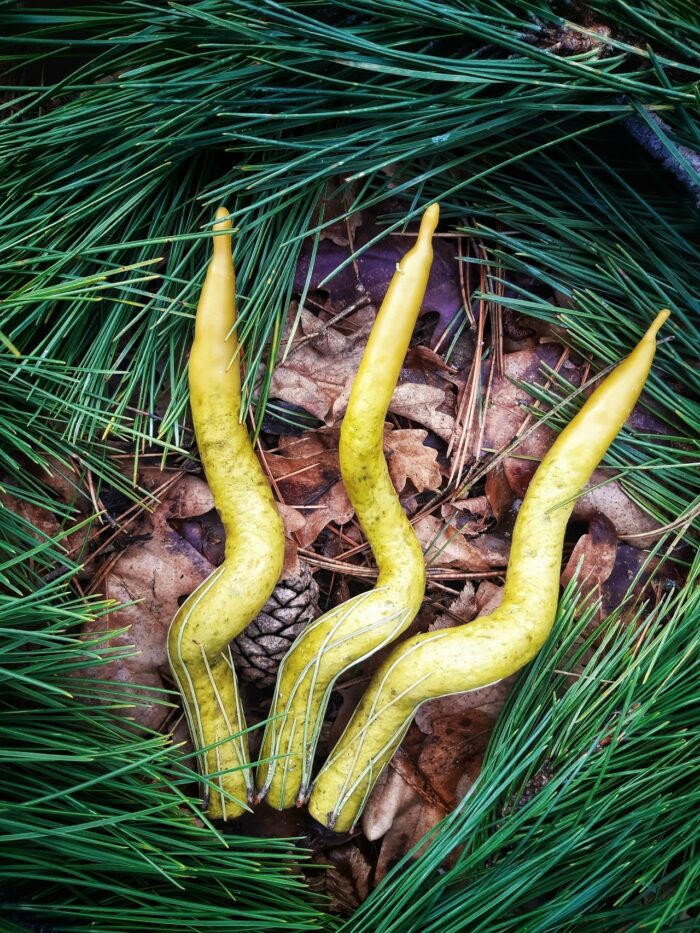 Свечи хвойные — изображение 2