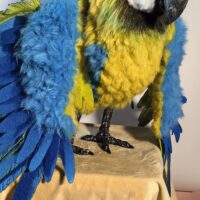 Мягкая игрушка «Попугай Ара» — воплощение экзотики в вашем доме!