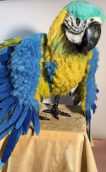 Мягкая игрушка «Попугай Ара» — воплощение экзотики в вашем доме!