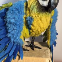 Мягкая игрушка «Попугай Ара» — воплощение экзотики в вашем доме!