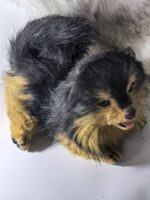 Реалистичный померанский шпиц — изображение 6