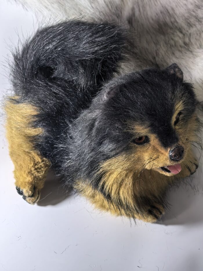 Реалистичный померанский шпиц — изображение 6