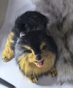 Реалистичный померанский шпиц — изображение 2