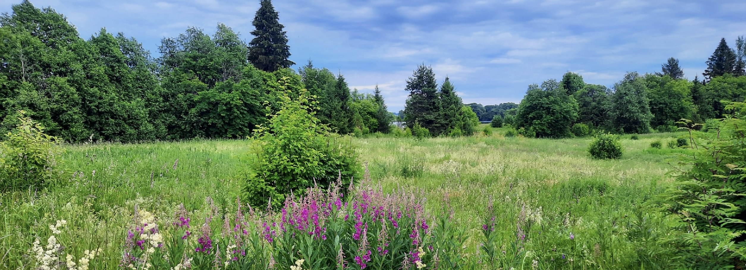 Купить игрушки