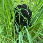 Авторские амигуруми ручной работы