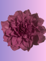 Брошь «Георгин»: изящество природы на вашей одежде"