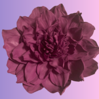 Брошь «Георгин»: изящество природы на вашей одежде"